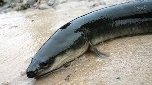 Eel Fish